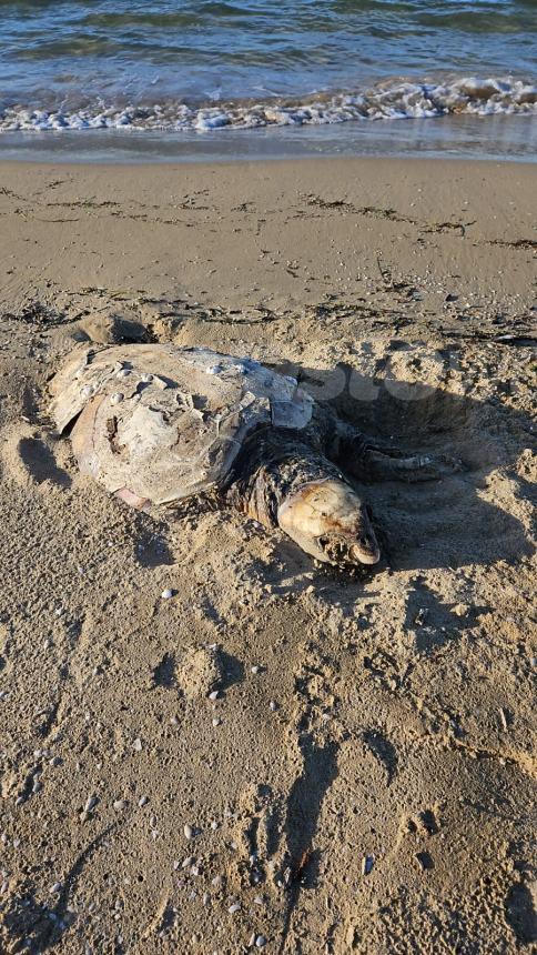 Ennesima tartaruga morta a Vasto, carcassa rinvenuta sulla spiaggia di Punta Penna