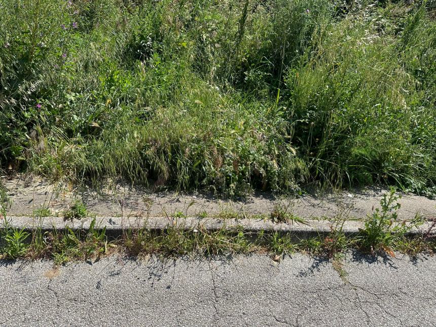 Il verde urbano a Termoli, nelle immagini diffuse da Daniela Decaro