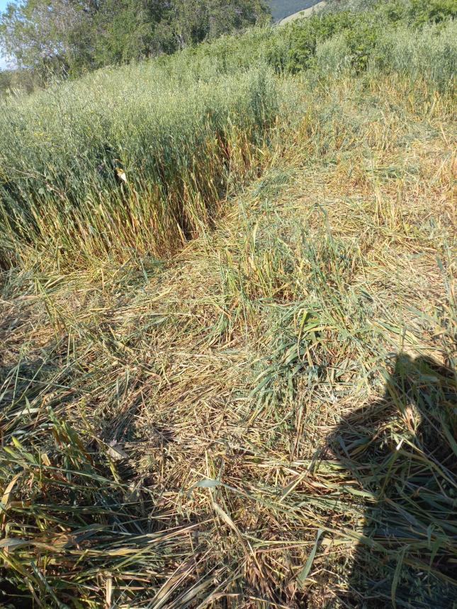 Campo di avena devastato dai cinghiali 