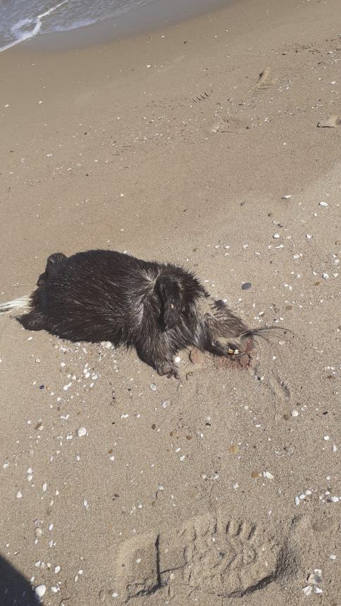 La carcassa di nutria sulla spiaggia di Termoli 