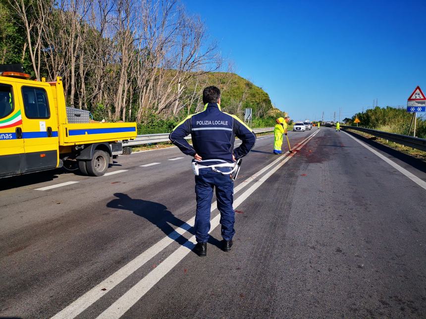 Cinghiale investito da un camion sulla statale 16