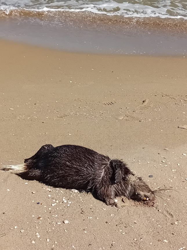 La carcassa di nutria sulla spiaggia di Termoli 