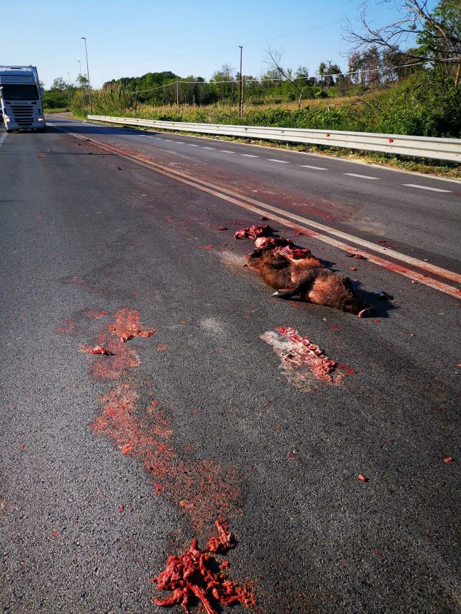 Cinghiale investito da un camion sulla statale 16