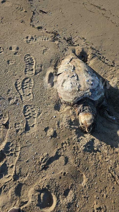 Ennesima tartaruga morta a Vasto, carcassa rinvenuta sulla spiaggia di Punta Penna