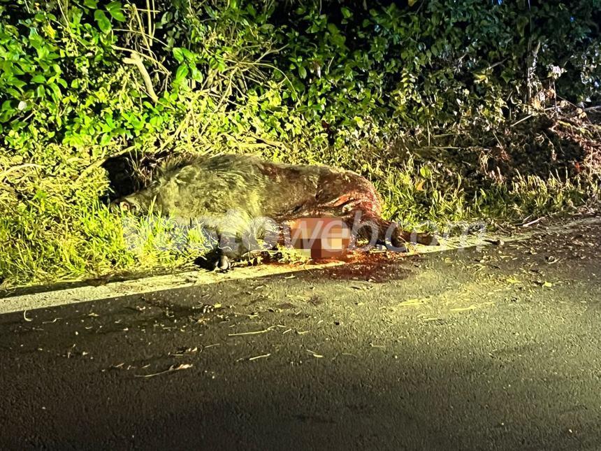 Cinghiale sbuca all'improvviso e viene travolto da una Dacia a Pagliarelli sulla Statale 16