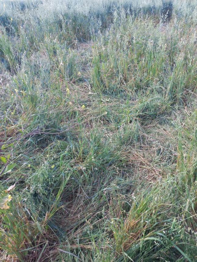 Campo di avena devastato dai cinghiali 