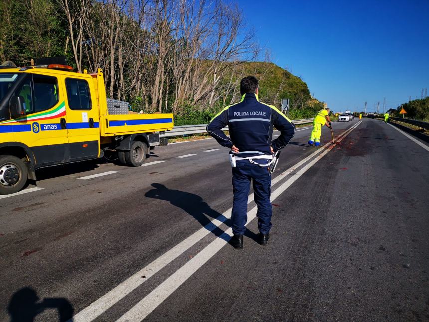 Cinghiale investito da un camion sulla statale 16