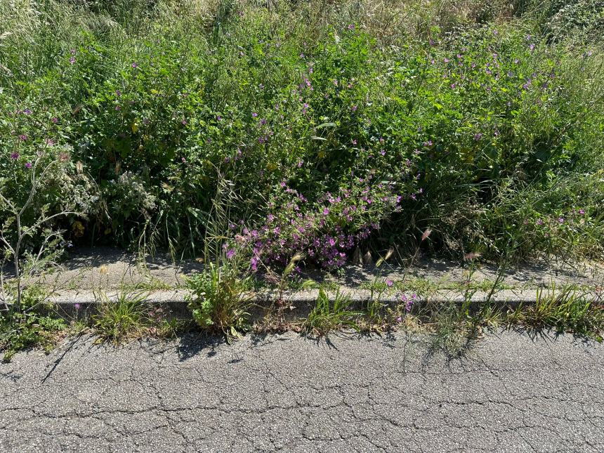 Il verde urbano a Termoli, nelle immagini diffuse da Daniela Decaro