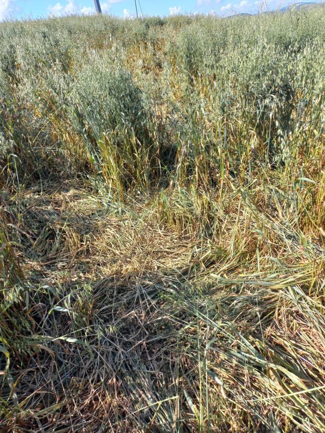 Campo di avena devastato dai cinghiali 