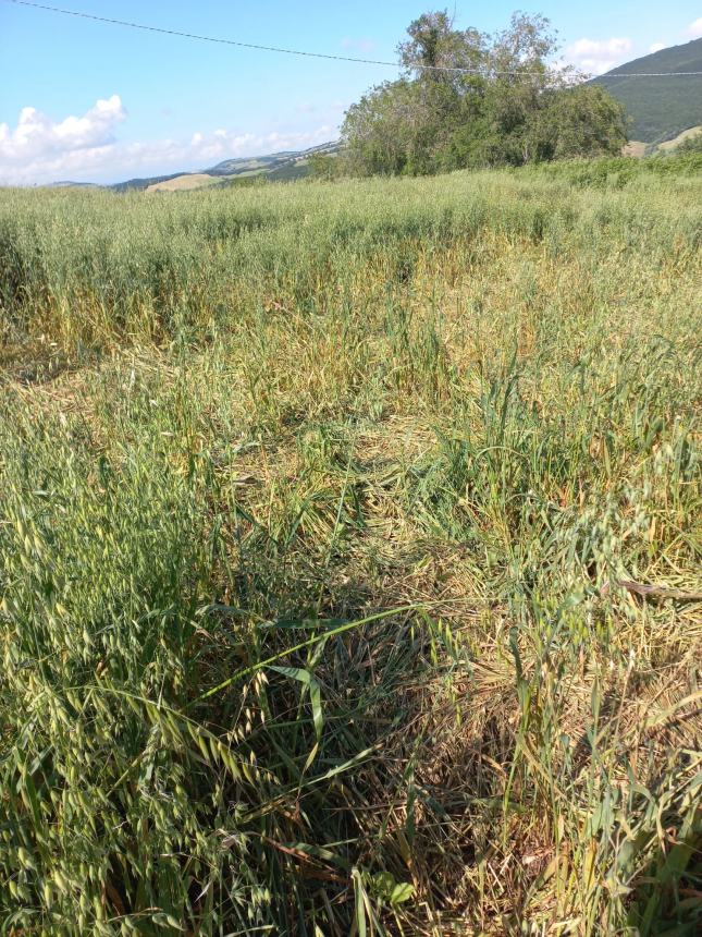 Campo di avena devastato dai cinghiali 