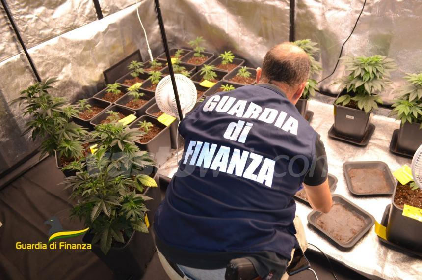 Sequestrate piantagioni di cannabis, pastiche di "blue punischer", panetti di hashish e cocaina