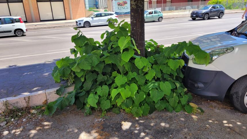 Sfalci attesi e potature