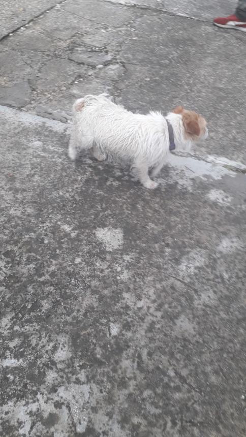 Il cane smarrito in via Lissa