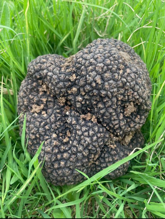 Il mega tartufo rinvenuto a Busso