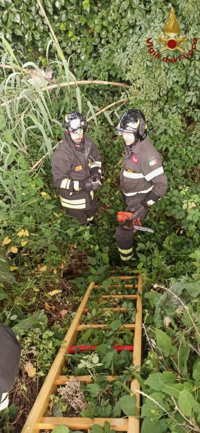 Vigili del fuoco recuperano due gattini in un torrente