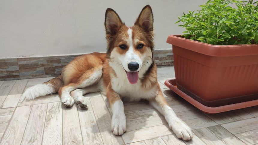 Il cane trovato in via Corsica