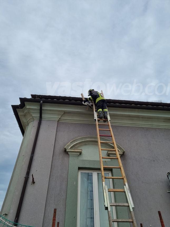 Un corvo e un gabbiano salvati, incendio domato: triplice intervento dei Vigili del fuoco