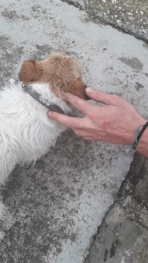 Il cane smarrito in via Lissa