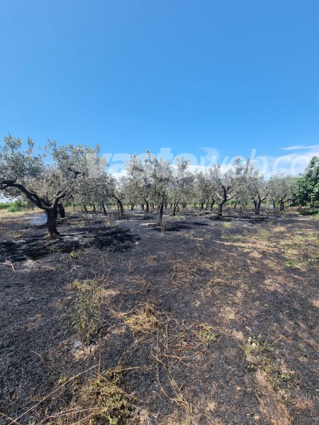 Un corvo e un gabbiano salvati, incendio domato: triplice intervento dei Vigili del fuoco