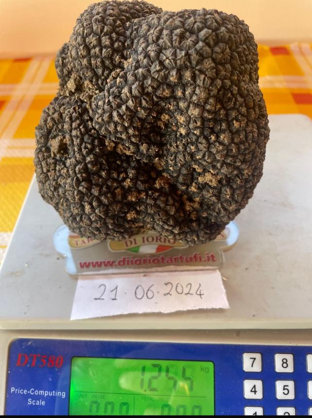 Il mega tartufo rinvenuto a Busso