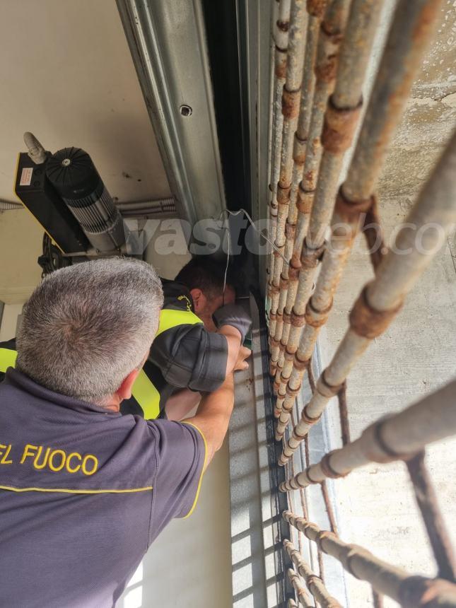 Un corvo e un gabbiano salvati, incendio domato: triplice intervento dei Vigili del fuoco