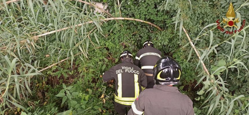 Vigili del fuoco recuperano due gattini in un torrente