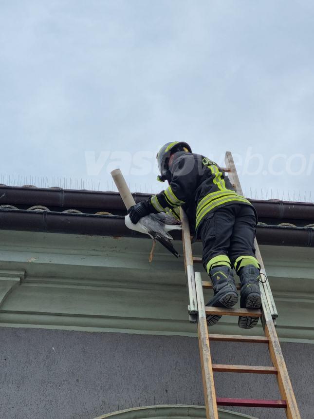 Un corvo e un gabbiano salvati, incendio domato: triplice intervento dei Vigili del fuoco