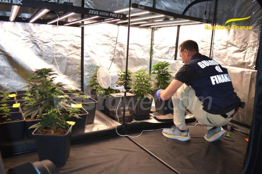 Sequestrate piantagioni di cannabis, pastiche di "blue punischer", panetti di hashish e cocaina