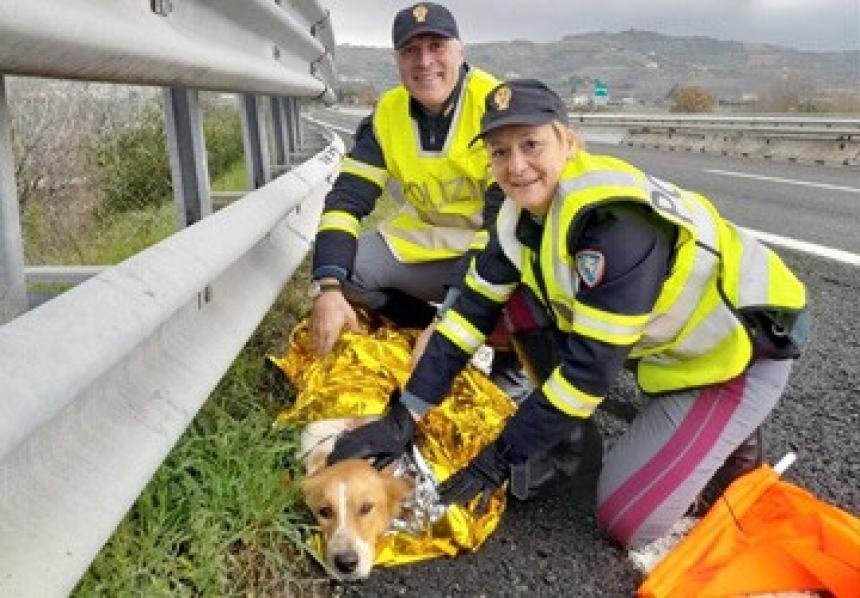 #senontiportononparto: la Polizia contro l'abbandono degli animali