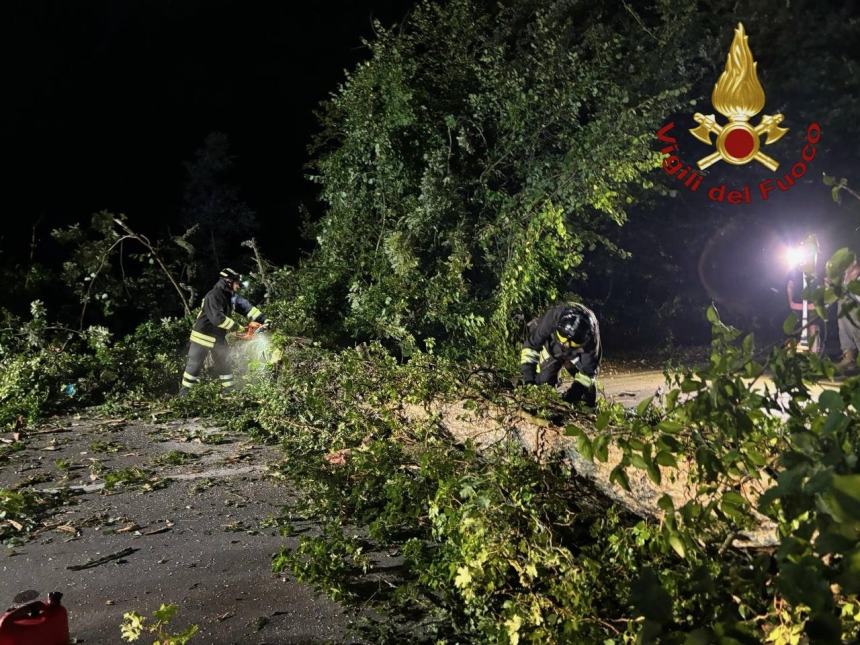 L'albero secolare caduto