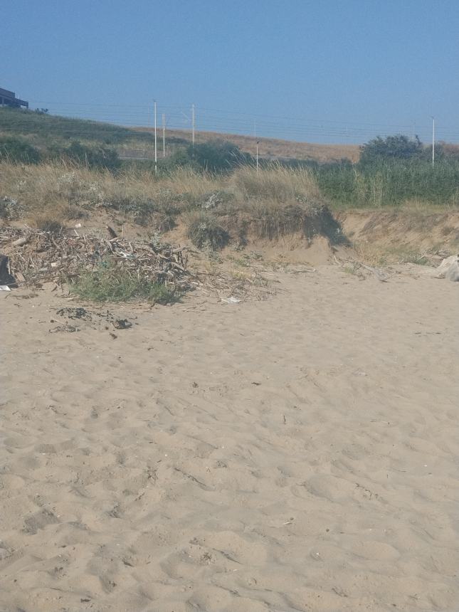 Tronchi sulla spiaggia del lungomare Nord