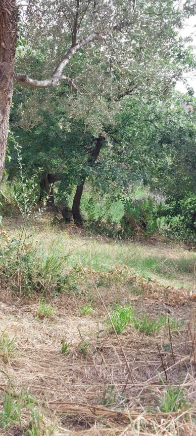 “Gruppo di cinghiali in via San Sisto, un pericolo per bambini e animali”