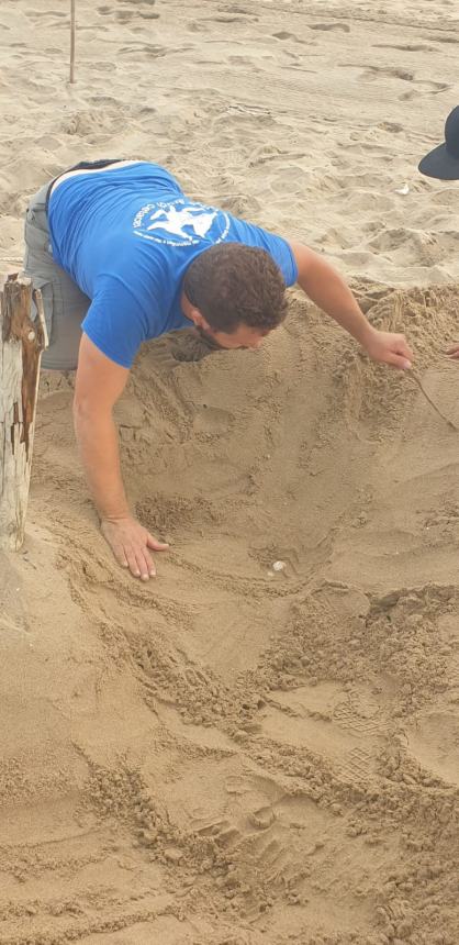 Tartaruga sulla spiaggia di Petacciato, volontari la mettono in sicurezza