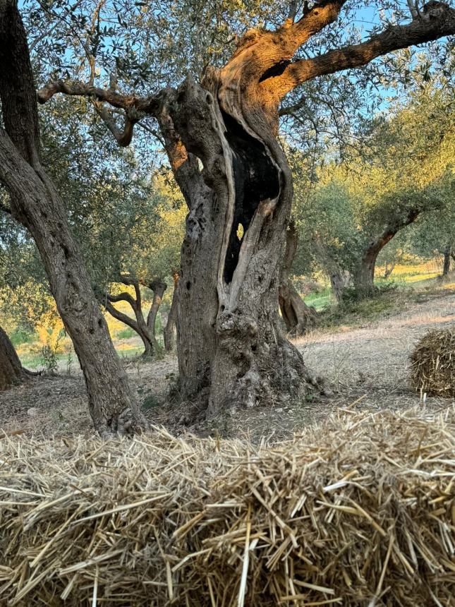 L'alba di un percorso: l'olivo Fausto al centro di un progetto di ricerca