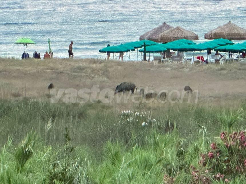 Branco di cinghiali  vicino a turisti lungo la spiaggia dell’area Sic di Vasto Marina 