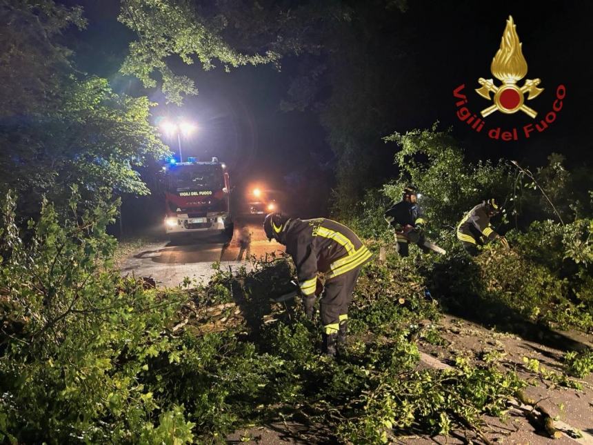 L'albero secolare caduto