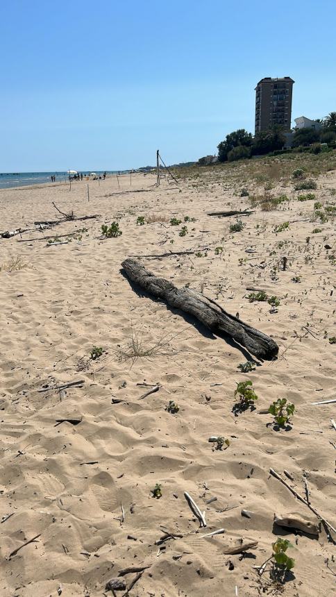 La spiaggia del litorale Nord