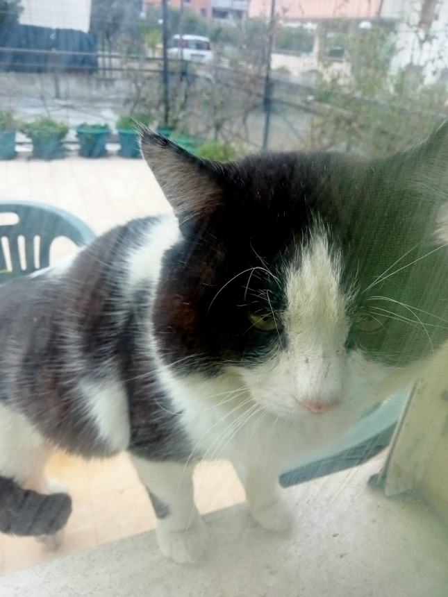 A Vasto una lotteria per l'emergenza gatti di colonia: "Abbiamo bisogno di voi" 