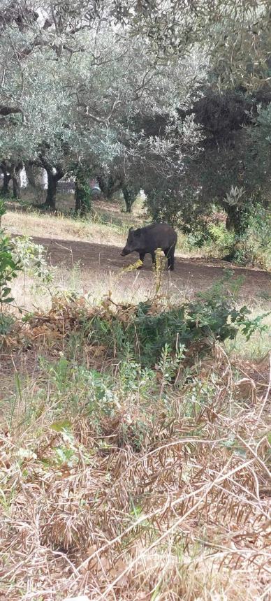 “Gruppo di cinghiali in via San Sisto, un pericolo per bambini e animali”