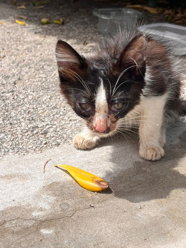 Sos emergenza gatti, l'appello dei volontari