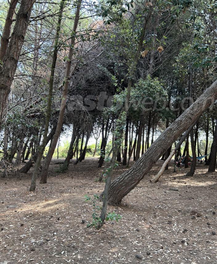 Lusito danneggiato e alberi pericolanti nella pineta Bartali, Barisano: “Interverremo”