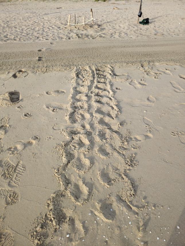 Tartaruga sulla spiaggia di Petacciato, volontari la mettono in sicurezza