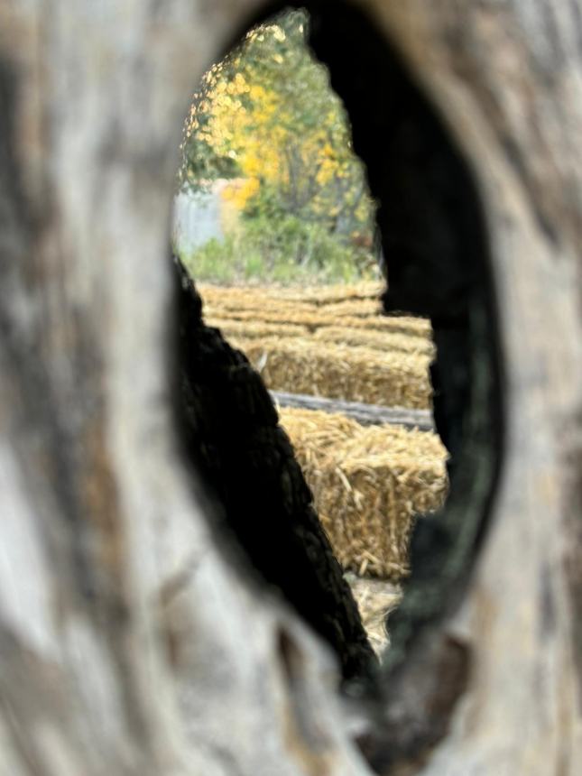 L'alba di un percorso: l'olivo Fausto al centro di un progetto di ricerca