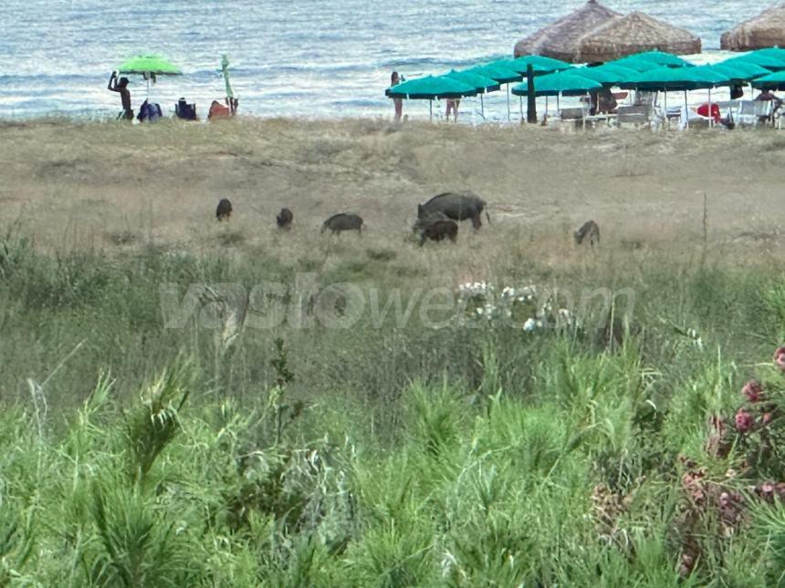 Branco di cinghiali  vicino a turisti lungo la spiaggia dell’area Sic di Vasto Marina 