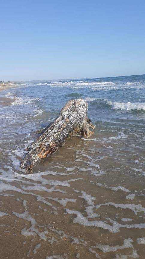 La spiaggia del litorale Nord