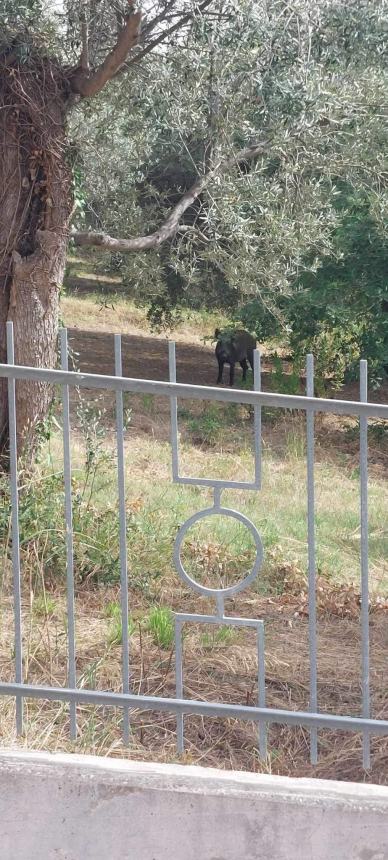 “Gruppo di cinghiali in via San Sisto, un pericolo per bambini e animali”