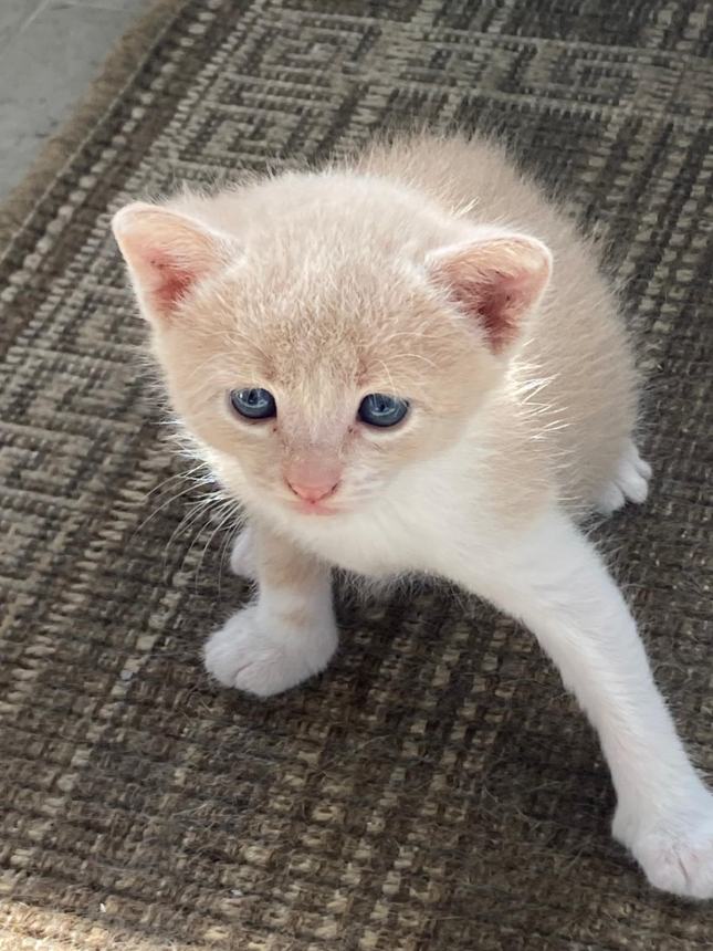 A Vasto una lotteria per l'emergenza gatti di colonia: "Abbiamo bisogno di voi" 