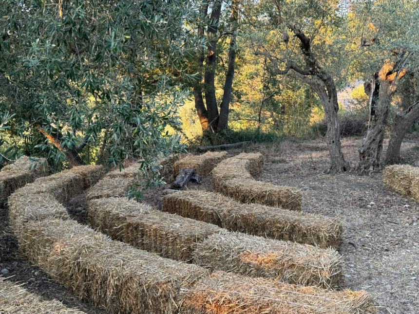 L'alba di un percorso: l'olivo Fausto al centro di un progetto di ricerca