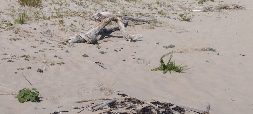 La spiaggia del litorale Nord