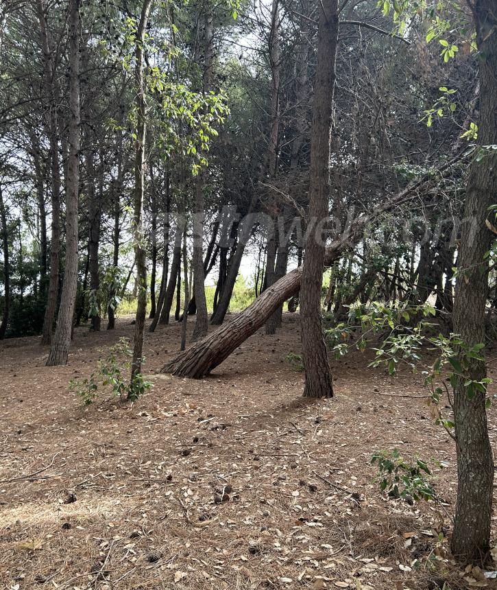 Lusito danneggiato e alberi pericolanti nella pineta Bartali, Barisano: “Interverremo”